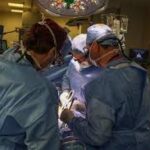 Surgeons Transplant Pig Kidney Into a Patient a Medical Milestone